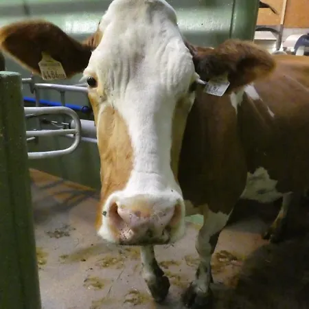 Bauernhof Kodahof - Familie Rabl イッター