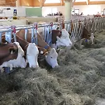 Bauernhof Kodahof - Familie Rabl