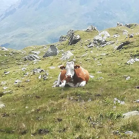 Bauernhof Kodahof - Familie Rabl شقة *